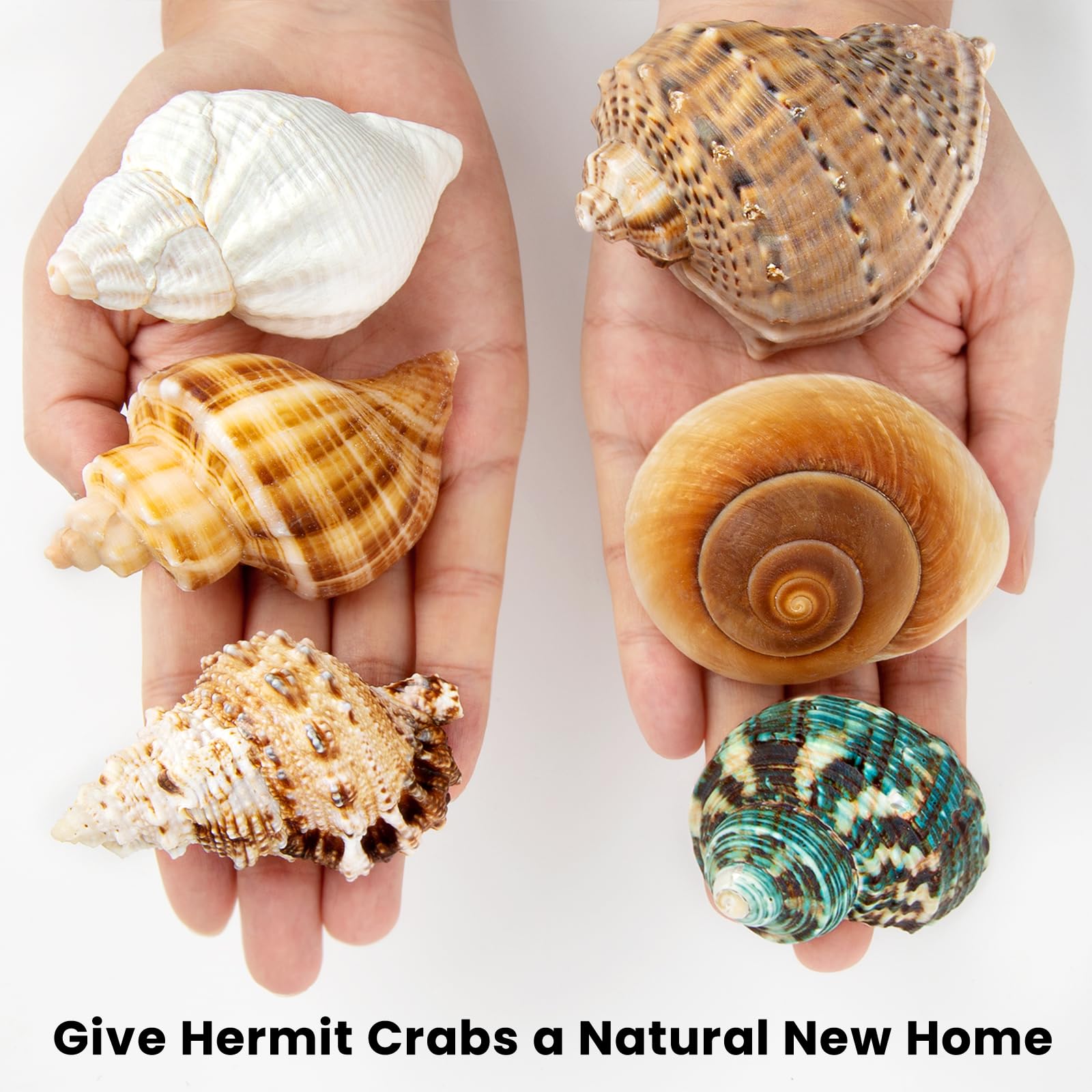 WeDoSoy handpicked shells showing quality and durability for long-lasting habitats