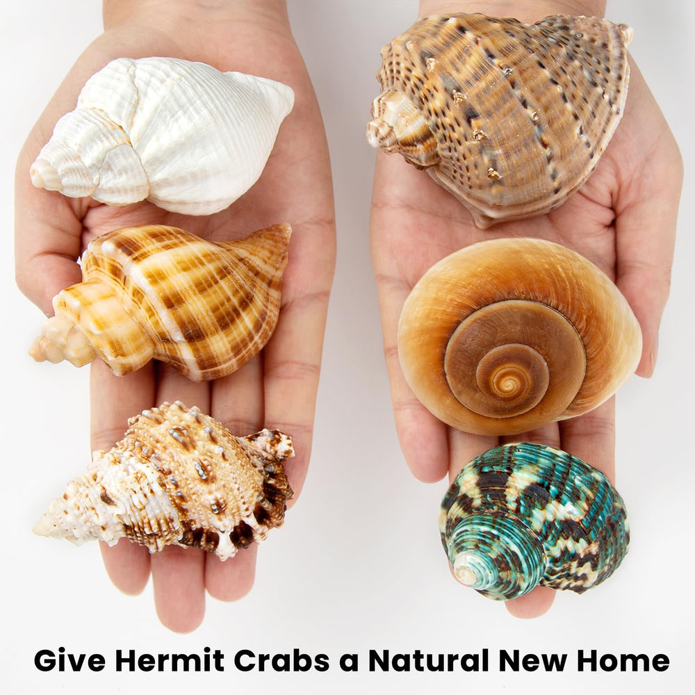 WeDoSoy handpicked shells showing quality and durability for long-lasting habitats