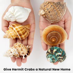 WeDoSoy handpicked shells showing quality and durability for long-lasting habitats