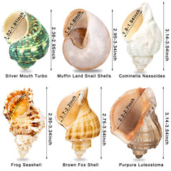 WeDoSoy natural sea conch close-up emphasizes texture and safe unpainted homes