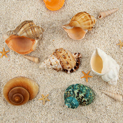 WeDoSoy hermit crab shells opening variety highlights adaptable hiding spots and comfortable fits