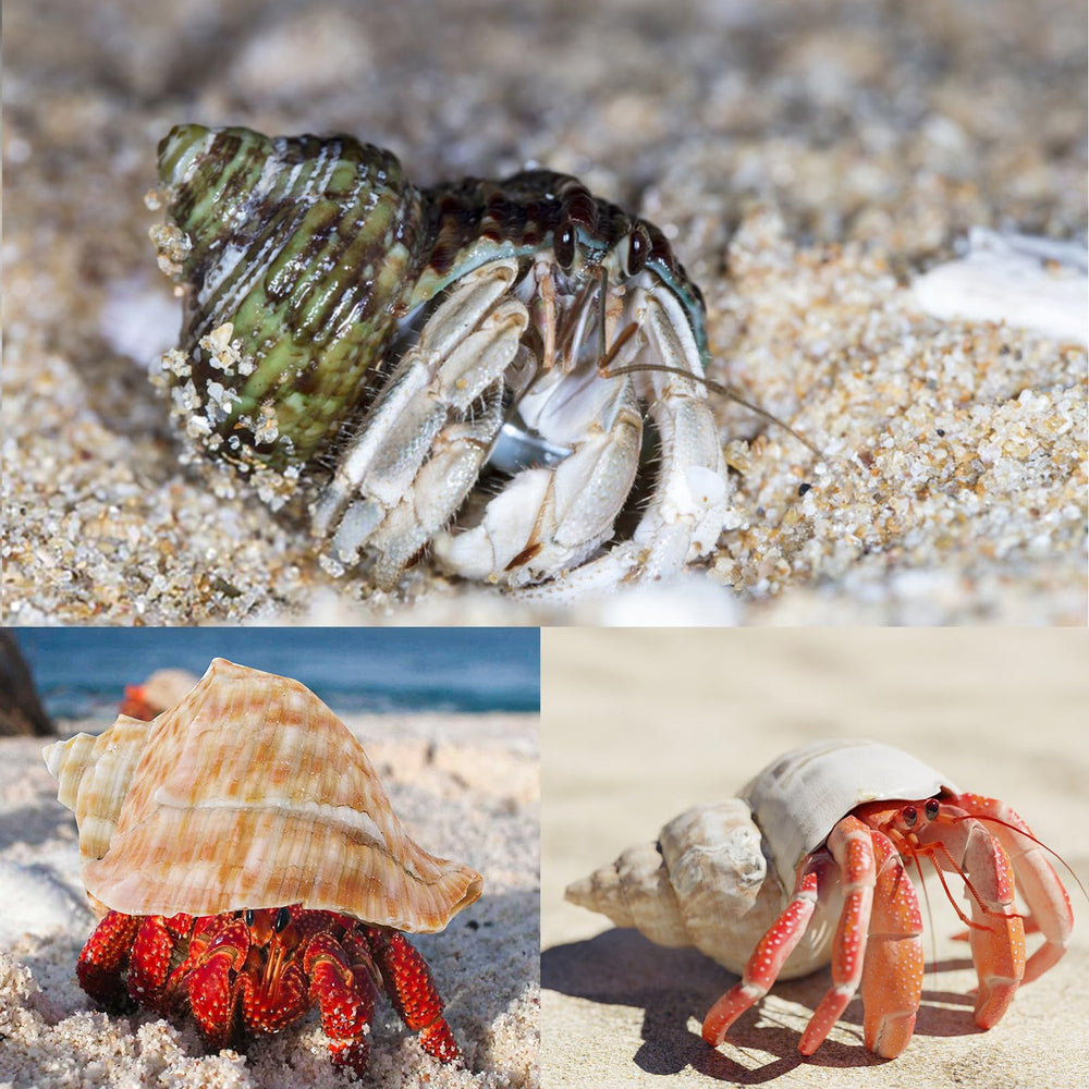 WeDoSoy 6pcs shell set ships with care, ready for immediate habitat setup