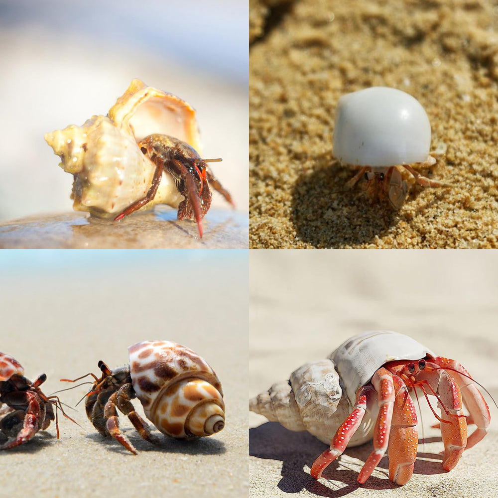 WeDoSoy shell size range 1.6-3.2 inches for varied crabs.
