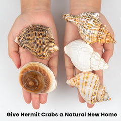 WeDoSoy turbo seashells shown for hermit crab care and habitat options.