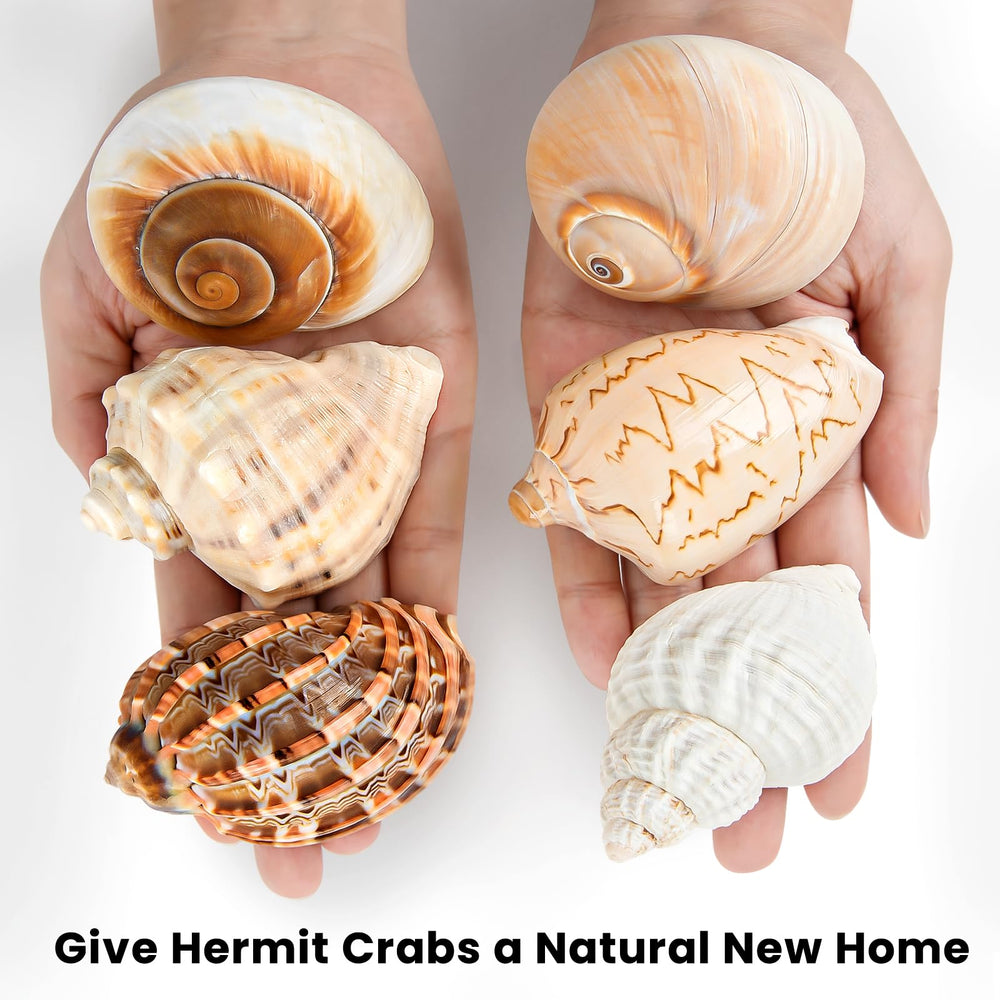 WeDoSoy varied shell sizes help crabs choose their preferred shelter.