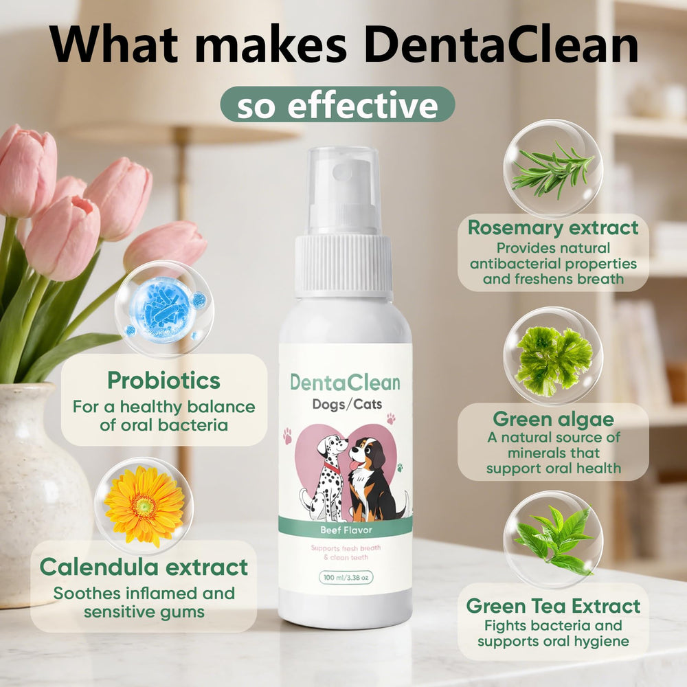 WEERSHUN Dentaclean spray-on-teeth demonstrates quick application and freshness