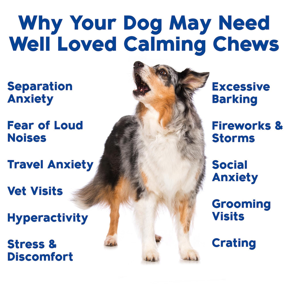 Well Loved Calming Chews dog resting after use showing calm energy.