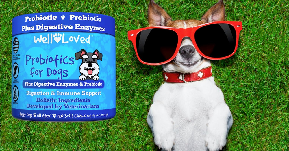 Well Loved Daily Probiotic Maintenance for dogs in chew form.