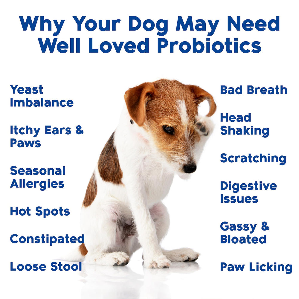 Well Loved Probiotic Chews for Dogs grain-free and dairy-free.