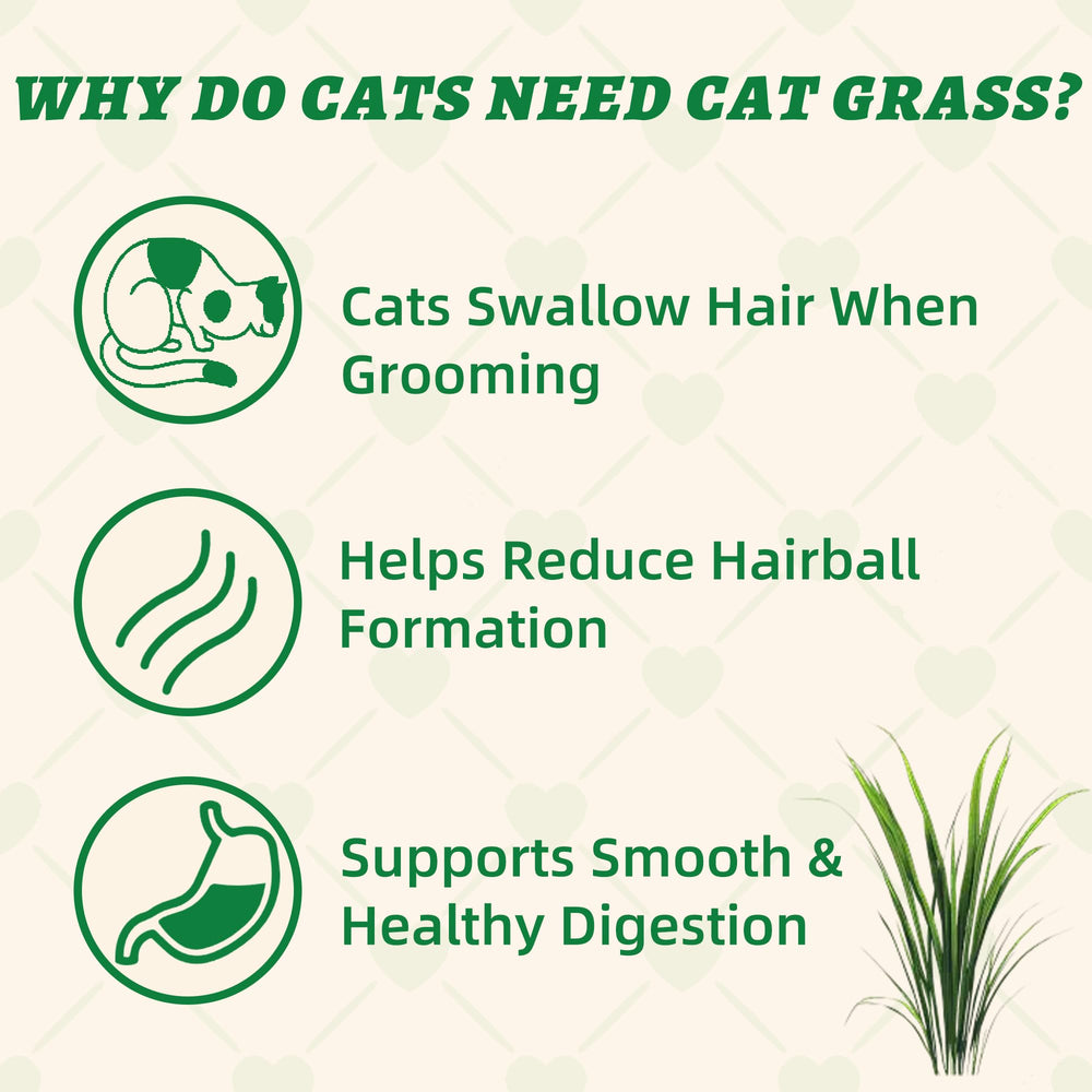 Wellix cat grass treats crunchy biscuits showing texture for rewarding training.