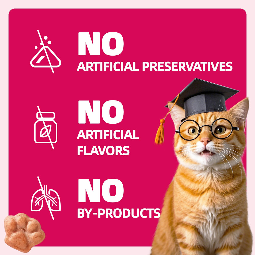 Wellix kitten enjoying a treat, ideal for positive reinforcement.