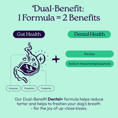 WellJoy GutBoost biotic blend supports gut health and vitality.