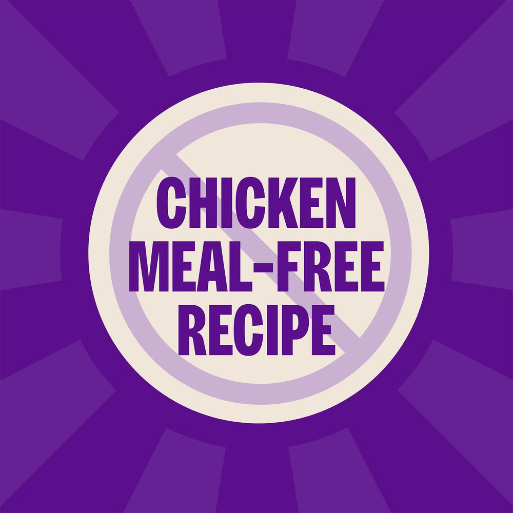 Wellness Complete Health kibble closeup shows crunchy texture for satisfying meals.