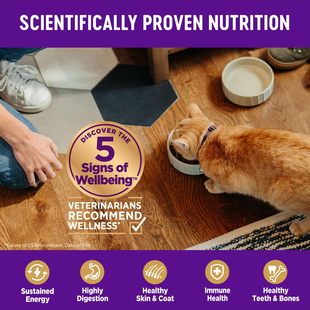 Serving Wellness Complete Health Indoor Chicken kibble for daily meals.