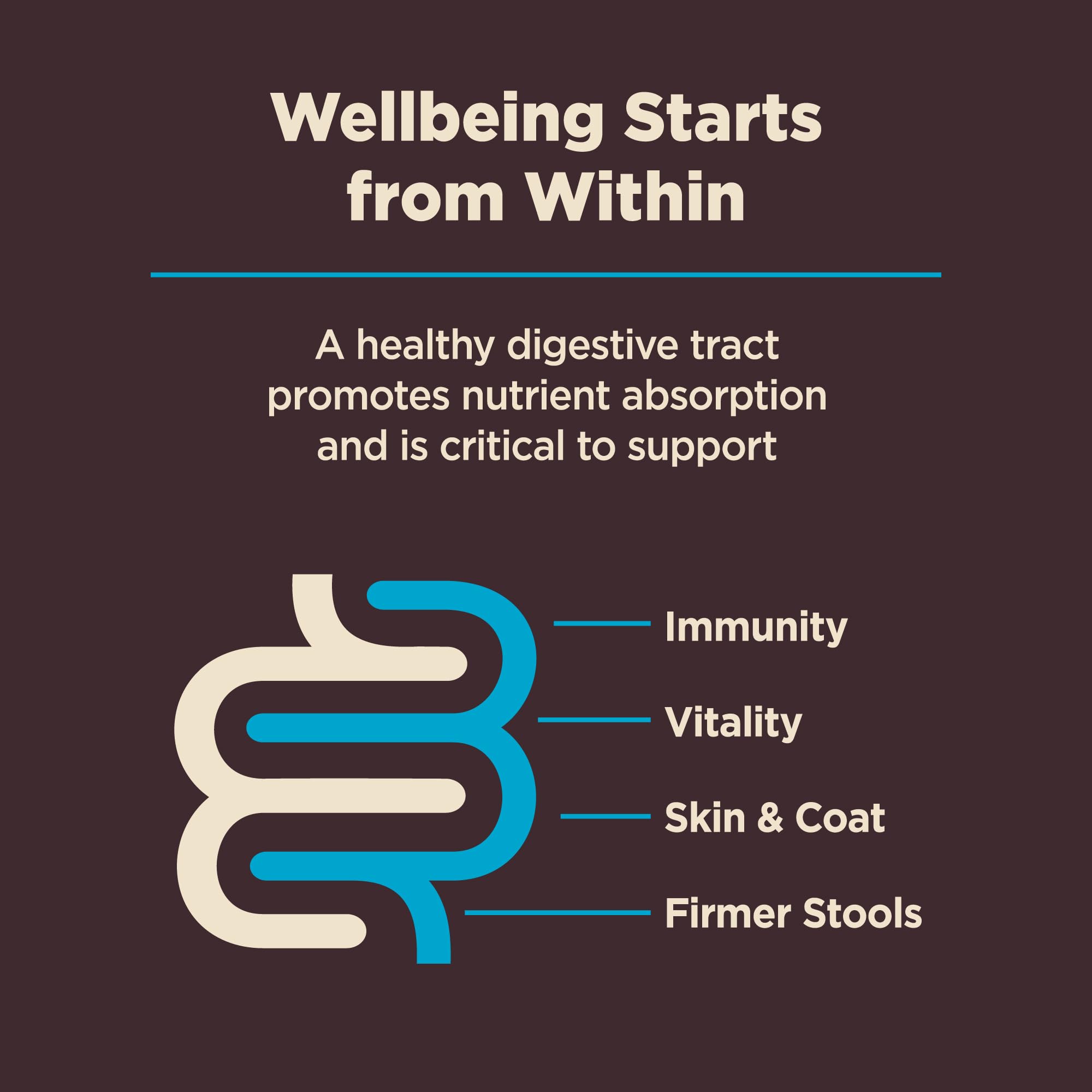 Wellness CORE Digestive Health dog eating from bowl, supporting everyday digestion.