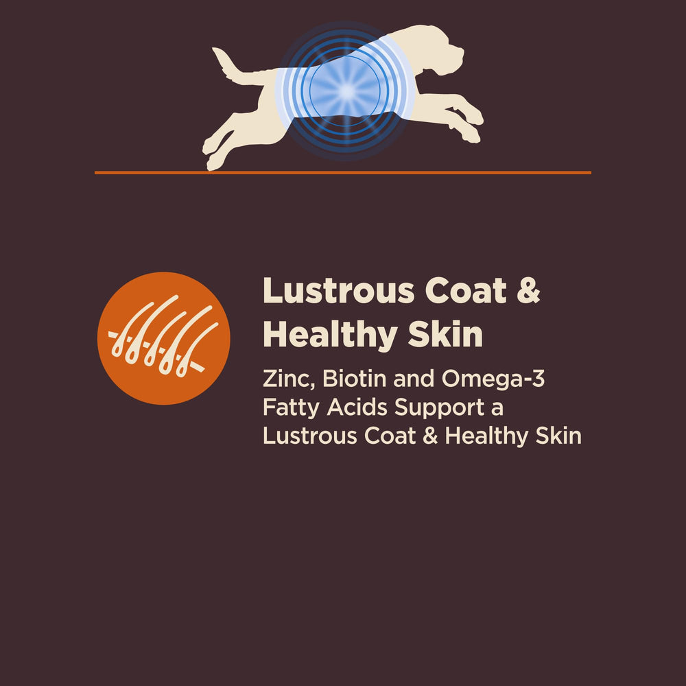 Dog enjoys meals to illustrate a real-life feeding scenario.