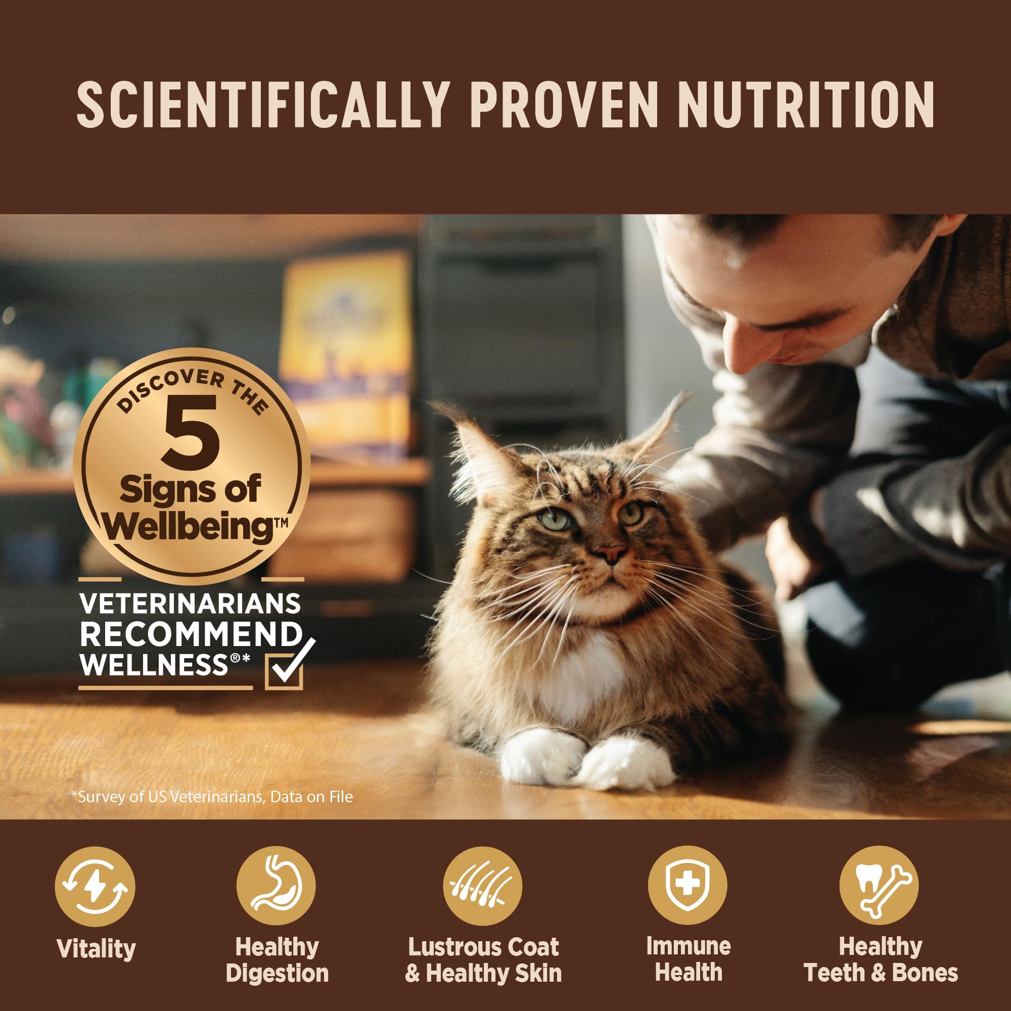 Wellness CORE Pate Kitten moisture-rich meal supporting daily hydration.