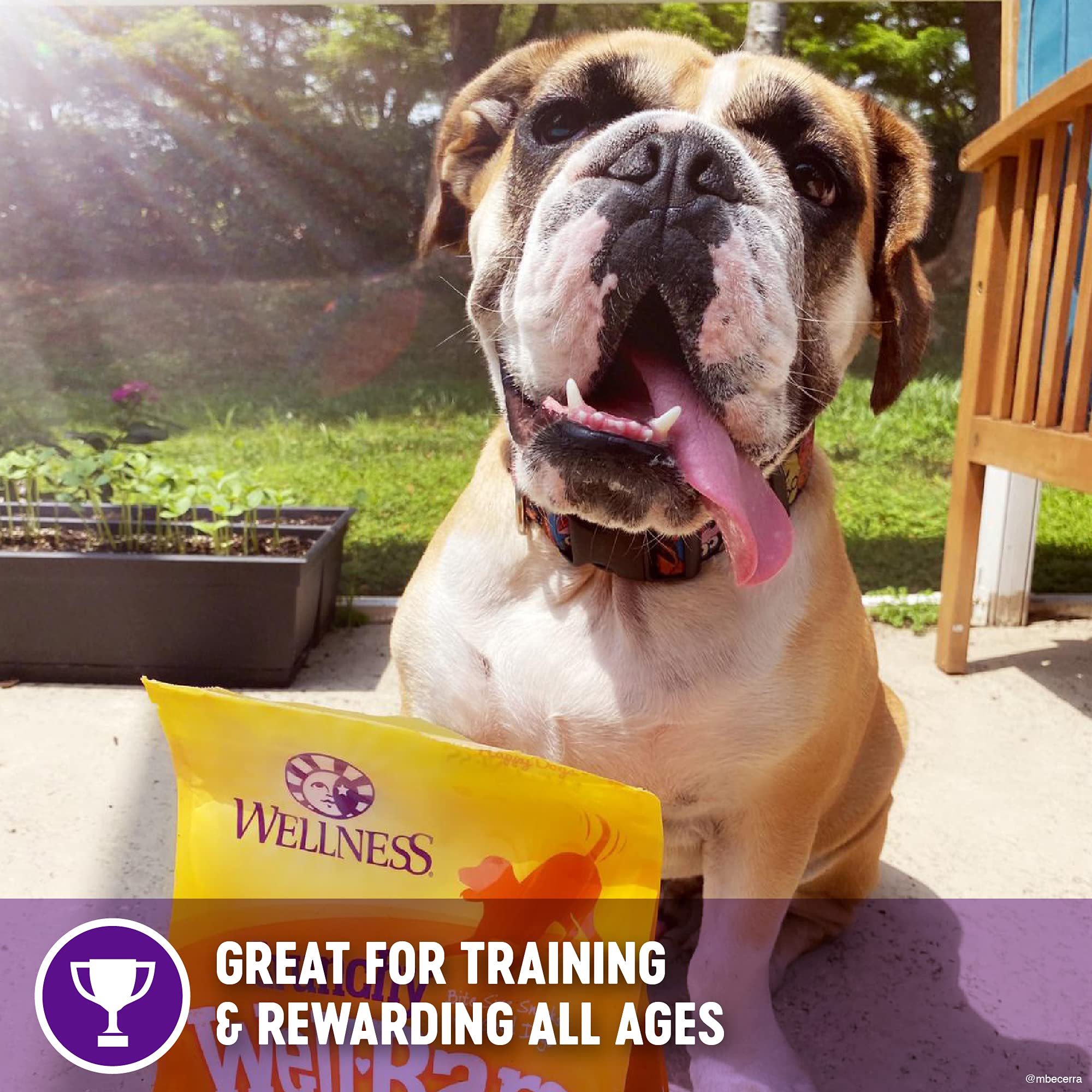 Dog training session featuring Wellness WellBars as rewards
