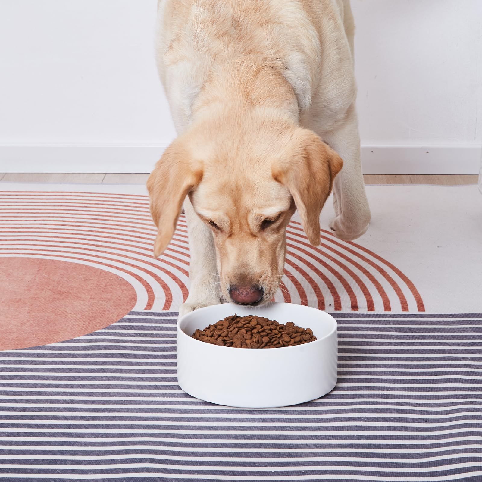 Welloyed modern matte glaze ceramic dog bowl complements home decor