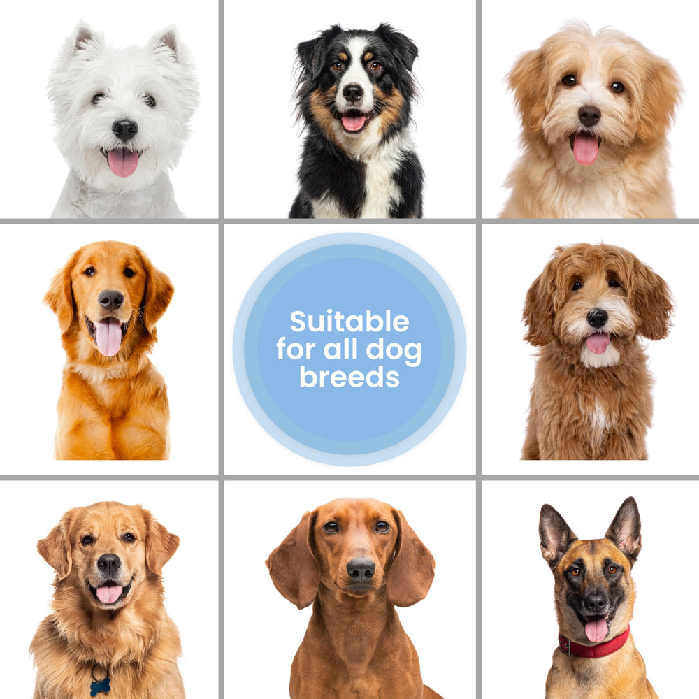 We Love Doodles fosters at-home grooming with a safe suds scene.