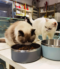 WENBOKMIN dishwasher-safe dog bowl for quick cleanup