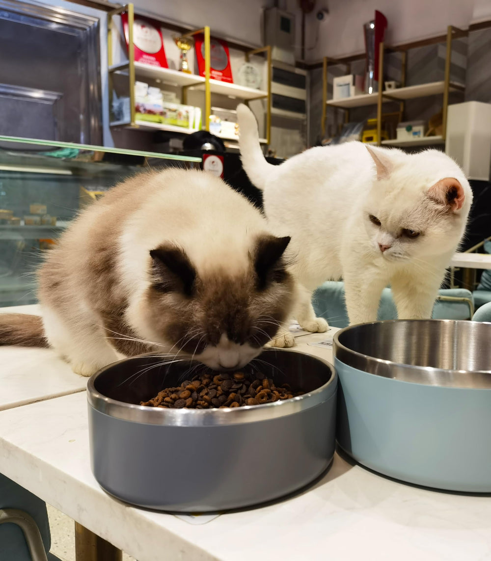 WENBOKMIN dishwasher-safe dog bowl ready for effortless cleaning