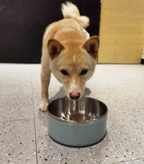WENBOKMIN dishwashers-safe dog bowl for quick, hygienic cleaning.