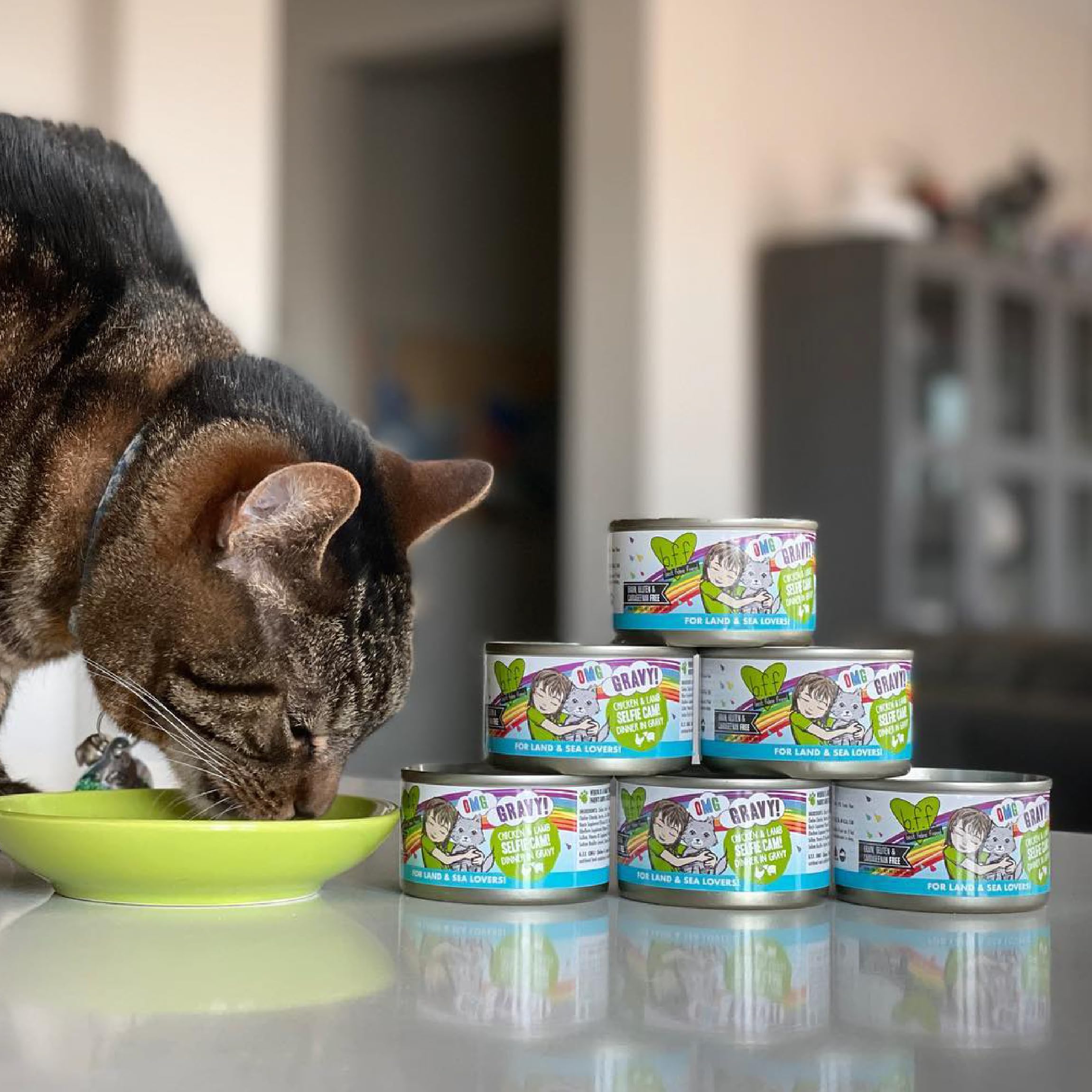 Cat enjoying Weruva B.F.F. OMG meal with gravy-rich texture.