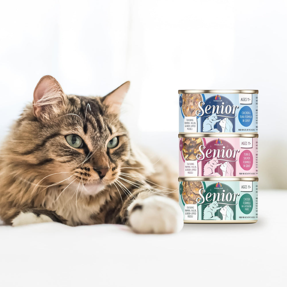Weruva Senior Cat Food serving suggestion bowl: easy feeding routine for aging cats.