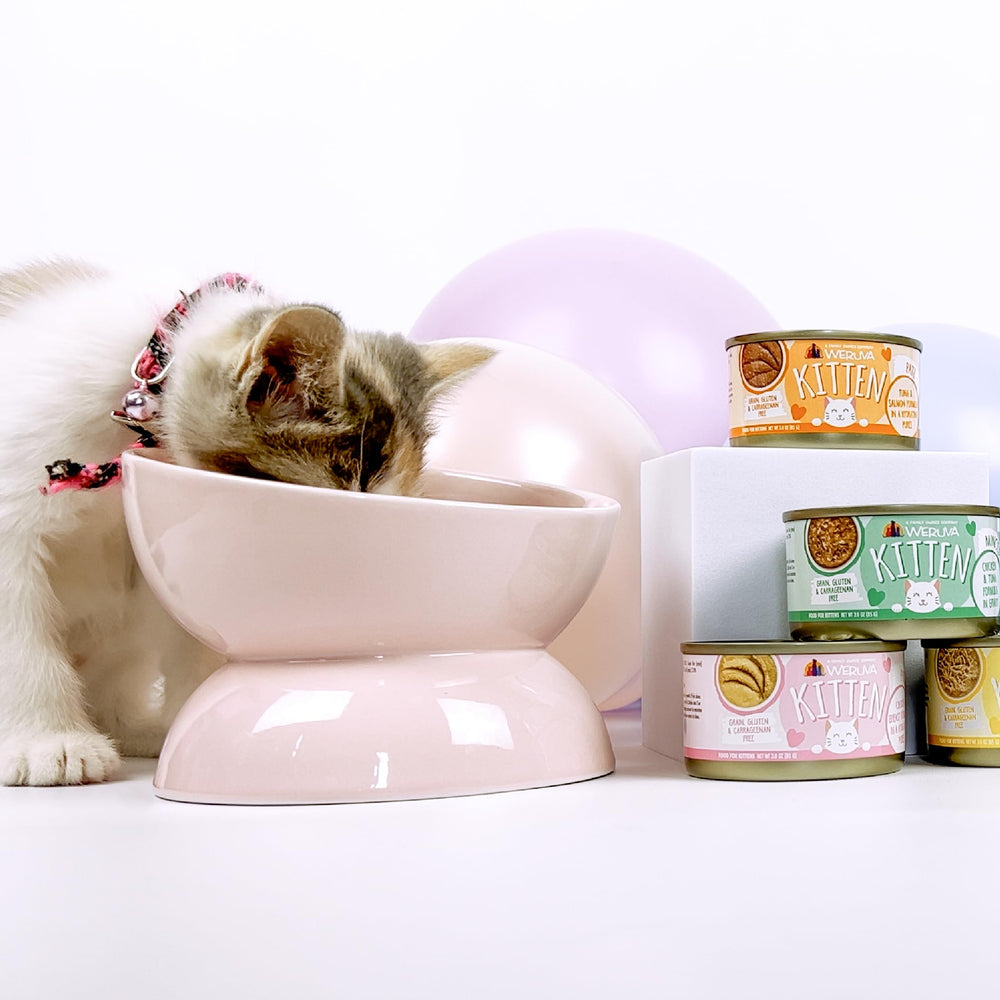 Serving bowl set up for kitten feeding with Weruva chicken and pumpkin.