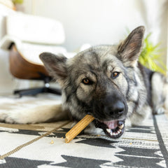 West Paw Dental Sticks parsley and mint infusion for breath freshness during play.
