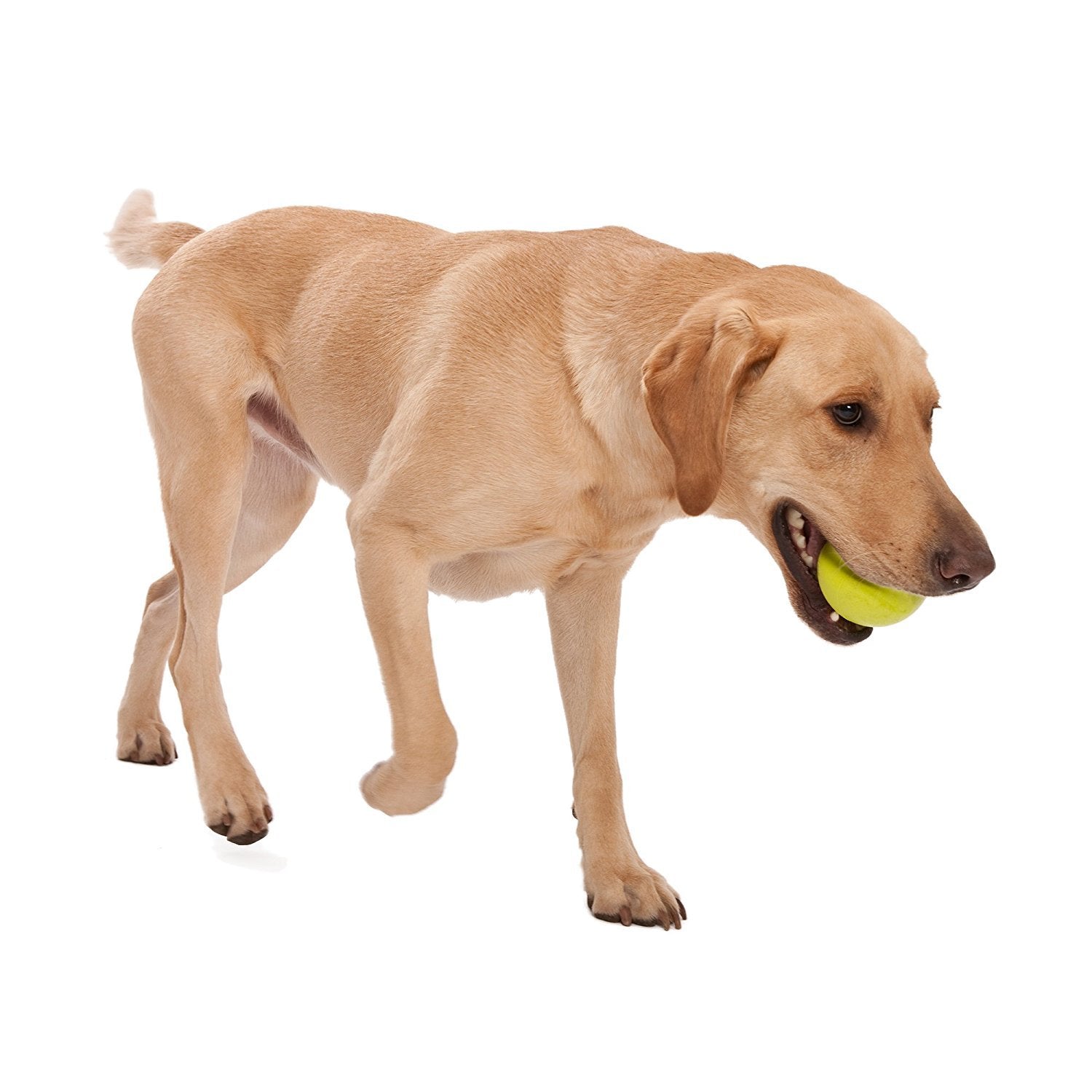 WEST PAW Jive Ball is dishwasher-safe and durable for chewing sessions.