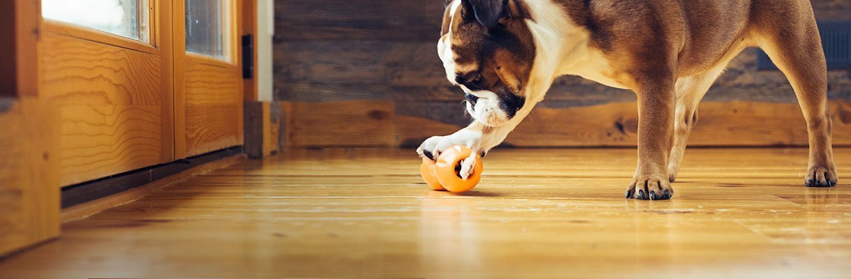 West Paw Qwizl puzzle toy with dental chews showing aroma vents for motivation.