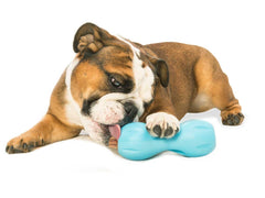 West Paw Qwizl treat-vents release aromas to motivate investigation and chewing