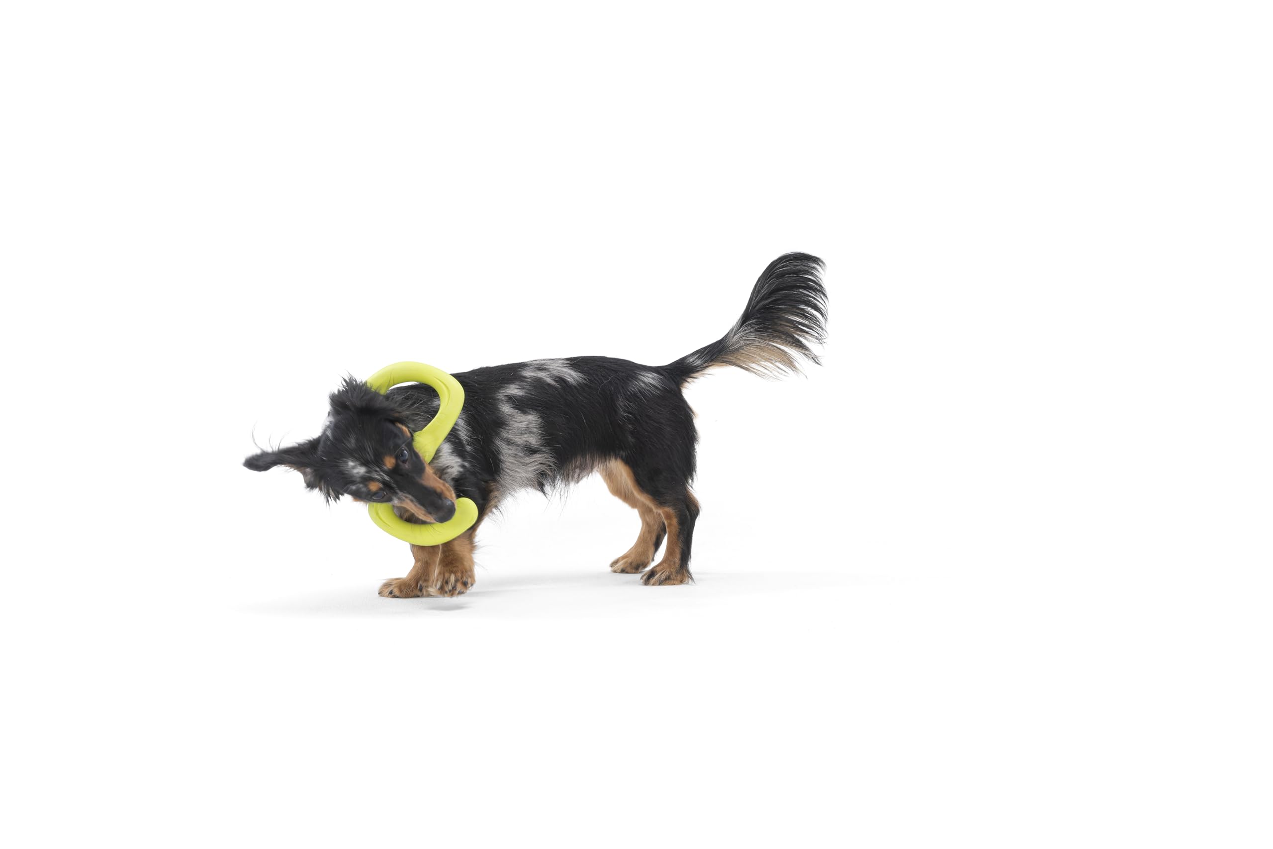 West Paw Zogoflex Bumi packaging and product details