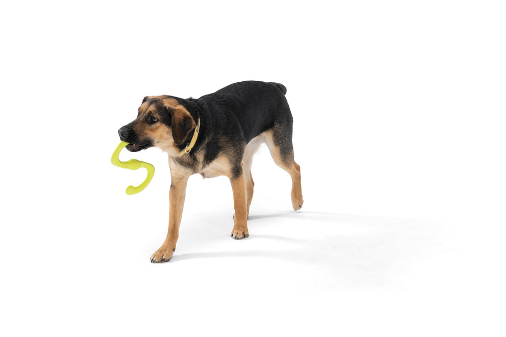 West Paw Zogoflex Bumi chew toy demonstrating resilience