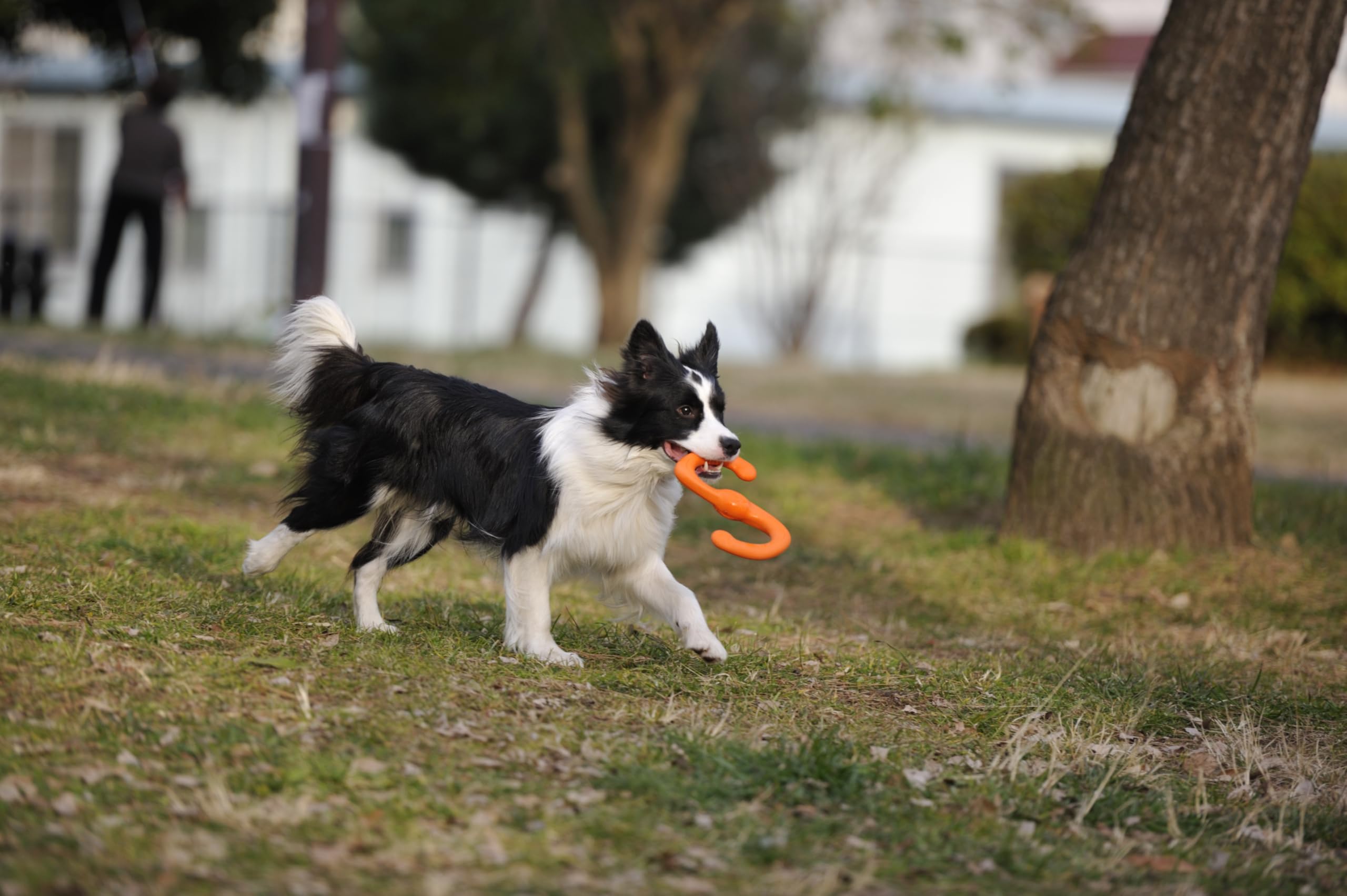 WEST PAW Zogoflex Bumi tug and fetch play in motion