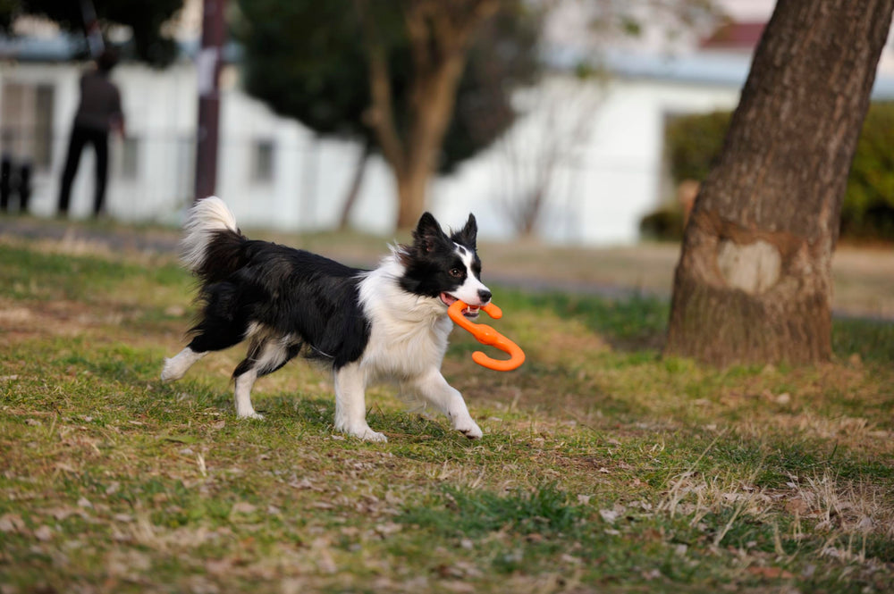 WEST PAW Zogoflex Bumi tug and fetch play in motion