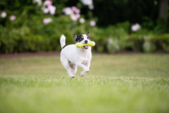 West Paw Zogoflex Hurley bone toy is dishwasher safe and easy to clean after active sessions.