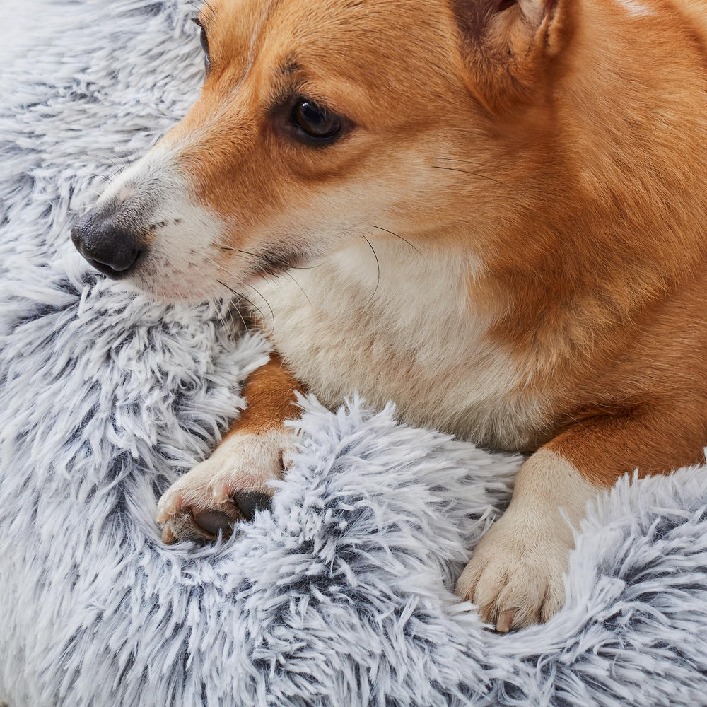 Western Home WH 20-inch dog bed ideal for small dogs and cats seeking a snug retreat.
