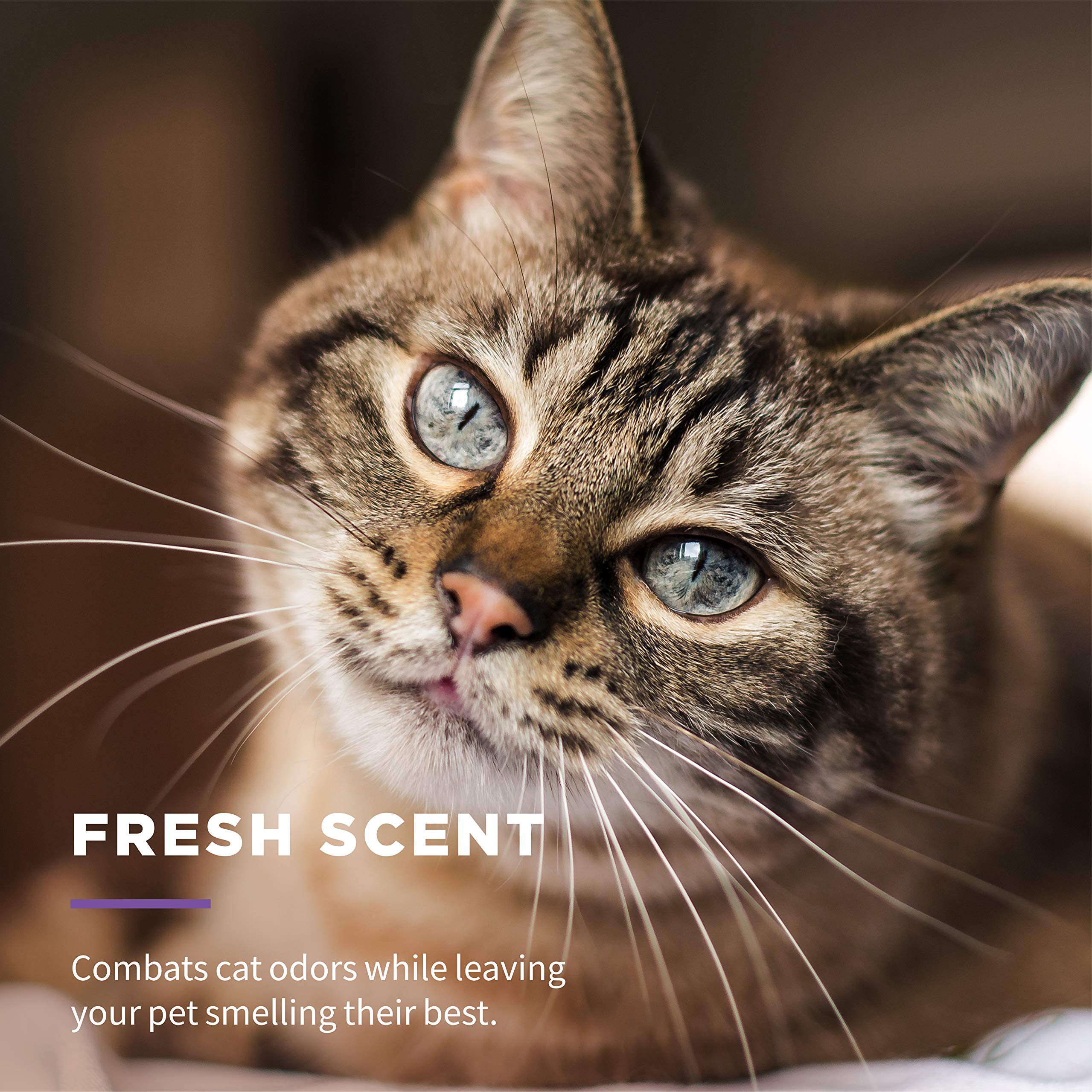 Cat post-outdoor wipe with Wet Ones for Pets after play