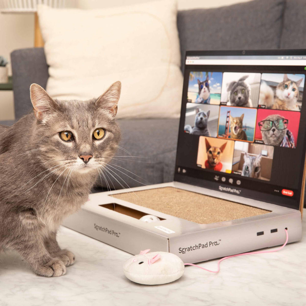 WHAT DO YOU MEME ScratchPad Pro interactive toy with plush mouse supports exploration.