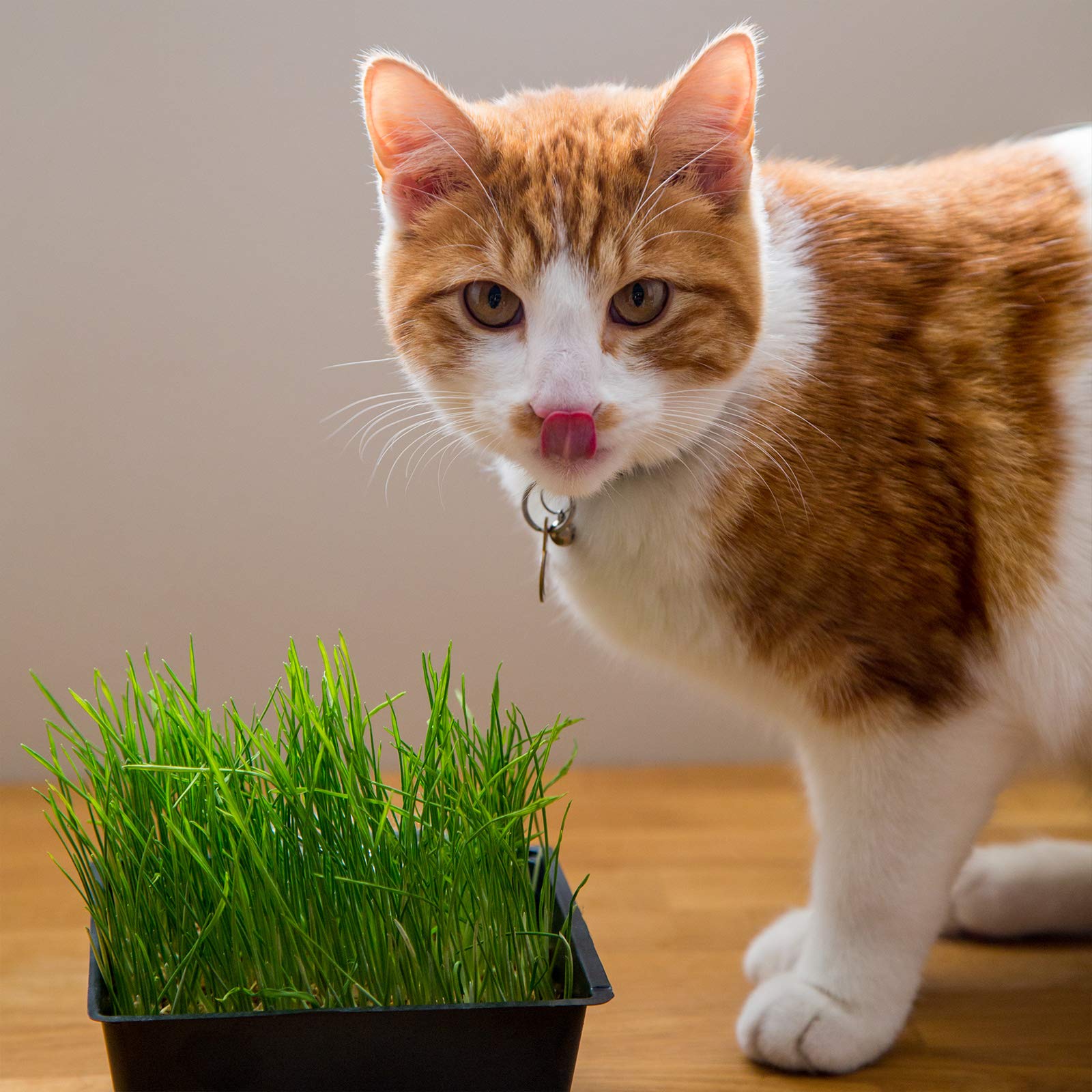 Chlorophyll-rich greens offer natural appeal and nutrient content for pets.