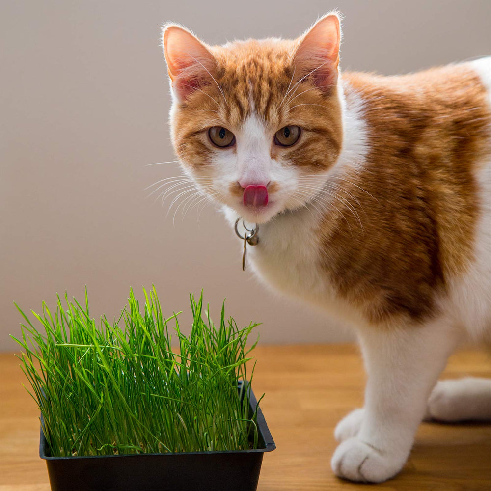 Chlorophyll-rich greens offer natural appeal and nutrient content for pets.