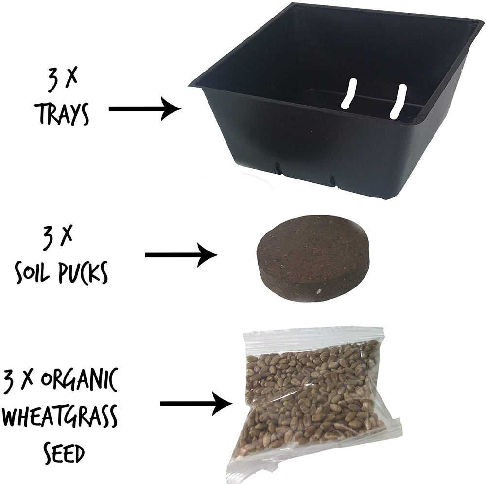 Indoor sunlit setup promotes rapid wheatgrass growth in a small space.