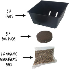 Indoor sunlit setup promotes rapid wheatgrass growth in a small space.