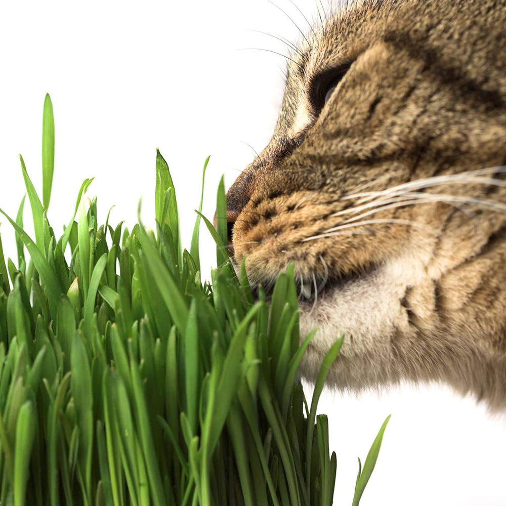 USDA Organic wheatgrass from Wheatgrass Kits, chemical-free and pet-safe.