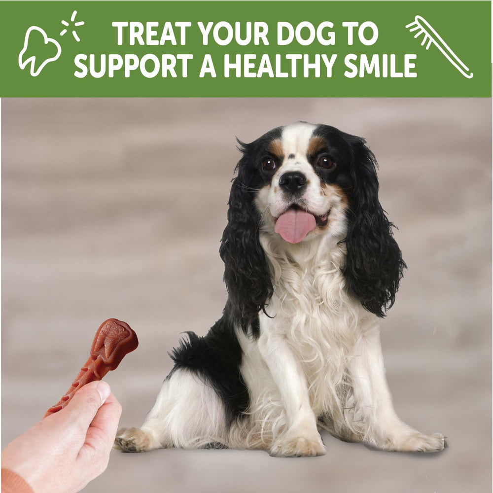 Whimzees Brushzees daily dental care idea presented with a happy, healthy-looking dog.