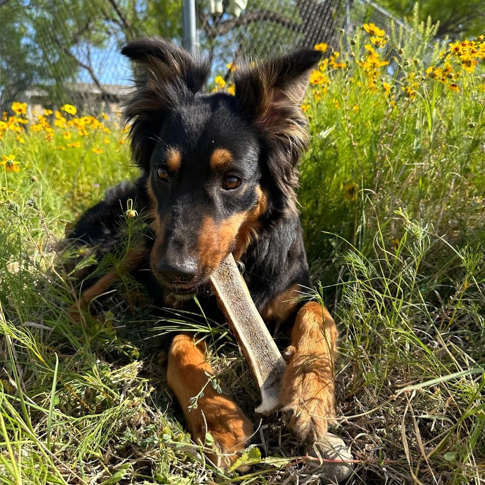 WhiteTail Naturals antler chews vary in size and color, reflecting natural craftsmanship
