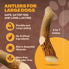 WhiteTail Naturals antler cut and sanded for safe, large chew.